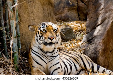 Tiger In Bannerghatta National Park