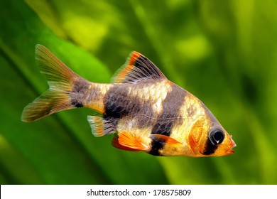 Tiger Barb Images Stock Photos Vectors Shutterstock