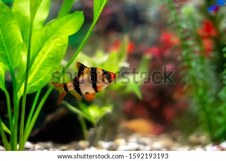Tiger barbs or sumatra barbs (Puntius tetrazona) in a home decorative aquarium - bright tropical fish with four dark stripes