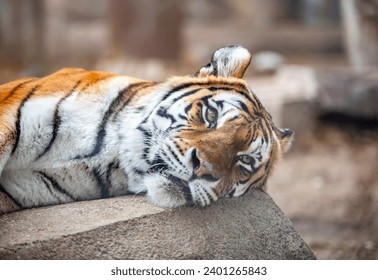 tiger basking in the sun