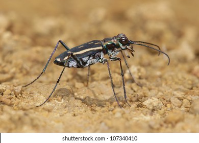 Tiger Beetle