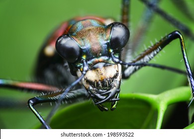 Tiger Beetle