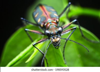 Tiger Beetle