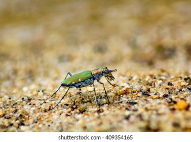 Tiger Beetle