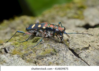 Tiger Beetle