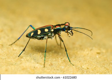 Tiger Beetle