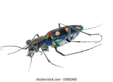 Tiger Beetle Bug Insect Isolated On Stock Photo 55082485 | Shutterstock