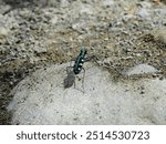 The tiger beetle (Cosmodela batesi) scouts on the streambed in eastern Taiwan.