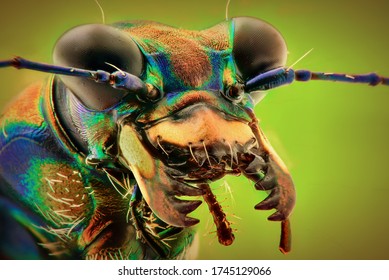 Tiger Beetle Face Photo Using Extreme Stock Photo 1745129066 | Shutterstock