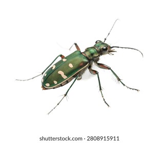 Tiger Beetle Hyper Realistic Tiger Beetle Full Isolated On White Background