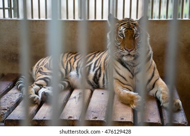 Tiger Behind Bars In A Zoo Cage
