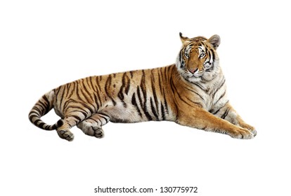 Tiger bengal action,Dangerous animal,Big hunter animal in the forest  and isolated on white background with clipping path.