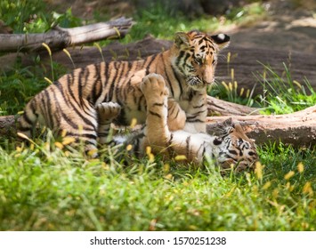 Tiger Bengal Playing Wildlife Laying Down   Fight Power Strong Stripes Cat  Pouncing Cub Wildlife Predator Lion