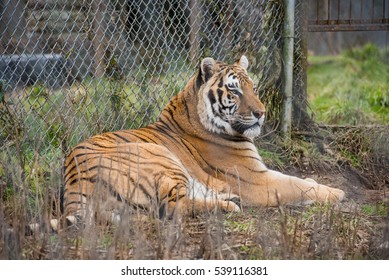 Tiger At A Big Cat Rescue.