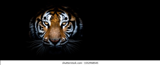 Tiger with a black background - Shutterstock ID 1552968545