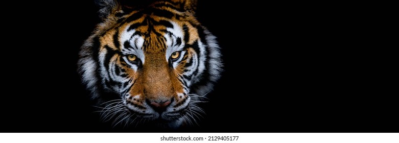 Tiger With A Black Background