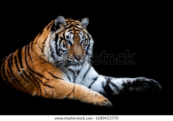 Tiger Black Background Stock Photo (Edit Now) 1680413770