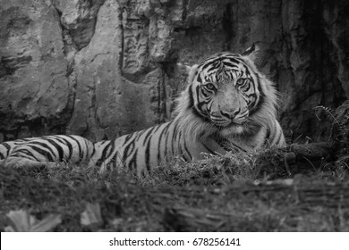 Tiger Black White Photo Stock Photo (Edit Now) 678256141