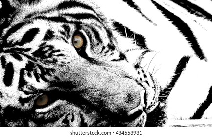 Royalty Free Black And White Animals Stock Images Photos