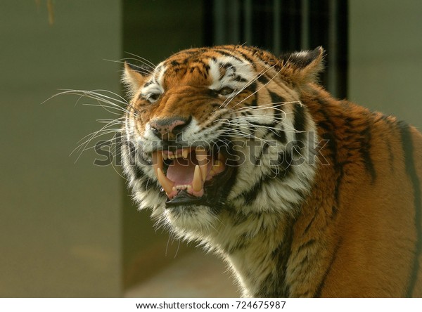 Tiger Tiger Burning Bright In Forests Stock Photo Edit Now