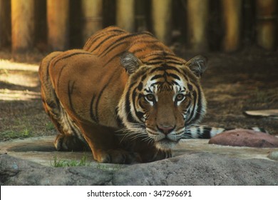 Tiger In Busch Gardens, Tampa, Florida