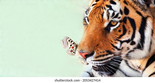 tiger and butterfly. bright tender butterfly apollo on the nose of the tiger. yin and yang, masculine and feminine