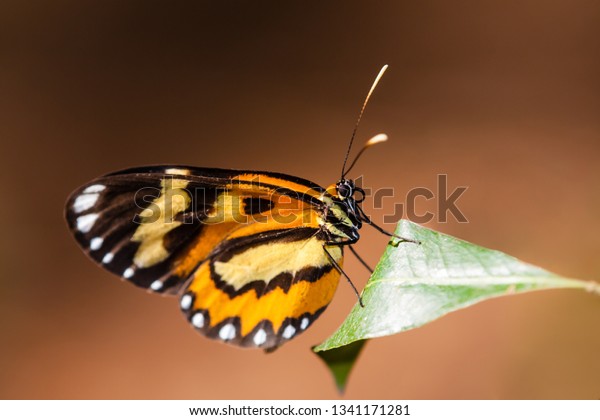 Bộ sưu tập cánh vẩy 4 - Page 38 Tiger-butterfly-placidina-euryanassa-closeup-600w-1341171281