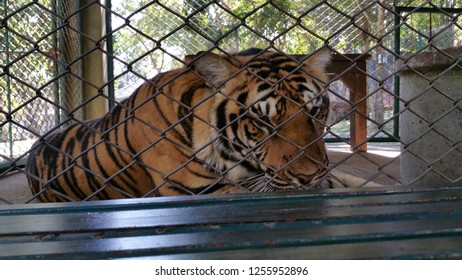 tiger in cage