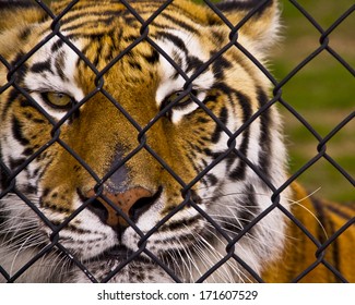 Tiger In Cage