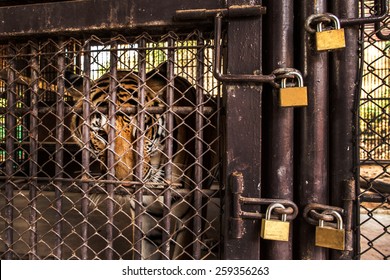 Tiger In A Cage