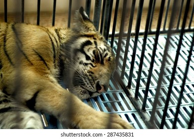 Tiger in cage