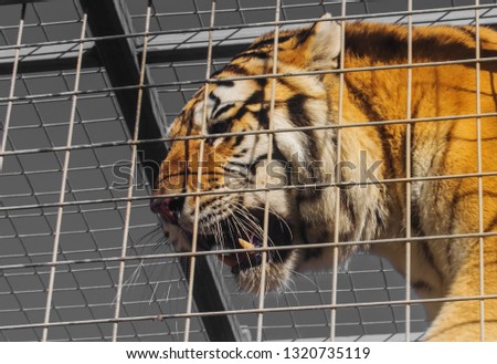 Tiger in a Cage