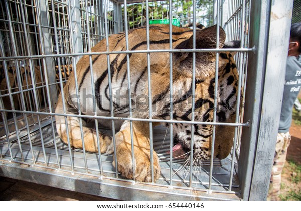 Tiger Cage Stock Photo Edit Now 654440146