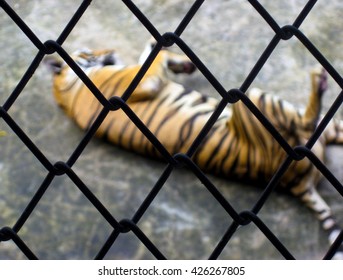 Tiger In Captivity