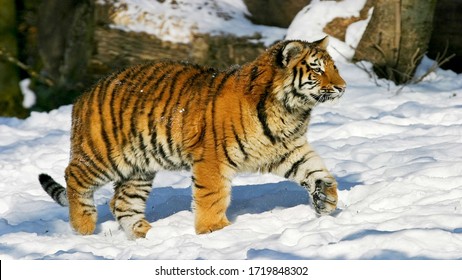 Tiger Captured Snow Habitat Stock Photo 1719848302 | Shutterstock