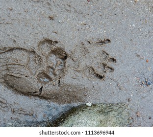 Tiger Cat Foot Step On Mud Stock Photo 1113696944 