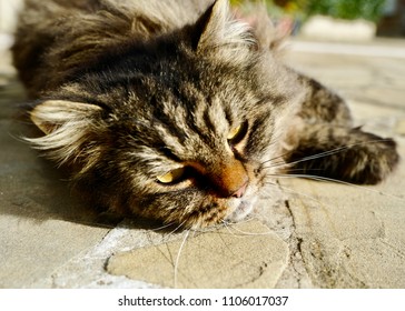 Tiger Cat Laying Near Pool Side