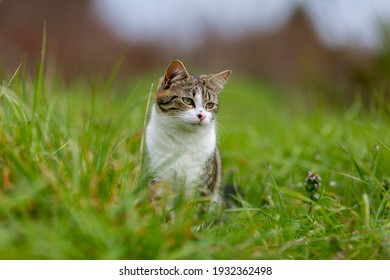 tiger cat on green grass