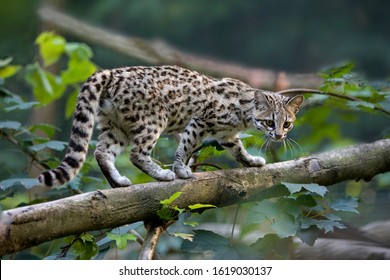 Tiger Cat or Oncilla, leopardus tigrinus 