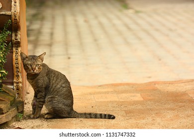 A Tiger Cat Reay To Run Away