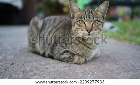 A tiger cat relaxing on a floor. Beautiful feline cat at home.                                  