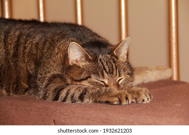 Tiger Katze schläft auf einem Kissen