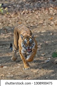 Tiger Charging - Female Named Solo