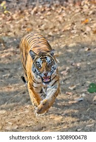 Tiger Charging - Female Named Solo