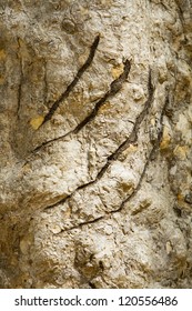 Tiger Claw Marks In A Tree, India.