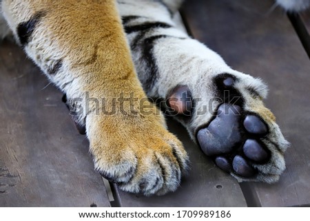 Tiger claw sleep safe on wood table 