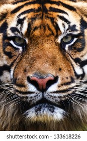 Tiger Close Up Portrait