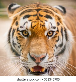 Tiger Close Up Portrait