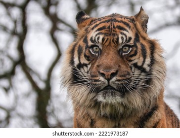 Tiger Close Up Portrait Showing Orange Black And White Markings Whiskers And Staring Eyes Set Against A Pale Sky