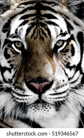 Tiger close-up of face